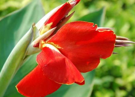 美人蕉 美人蕉根茎怎么种植