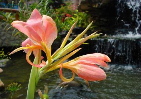 水生美人蕉 水生美人蕉是水生植物吗