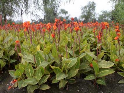 花叶美人蕉（花叶美人蕉多少钱一株）