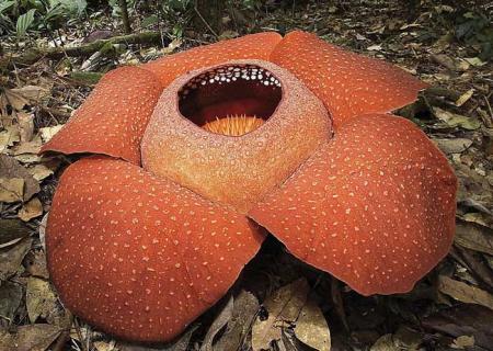 大王花 大王花散发出的气味是香的吗