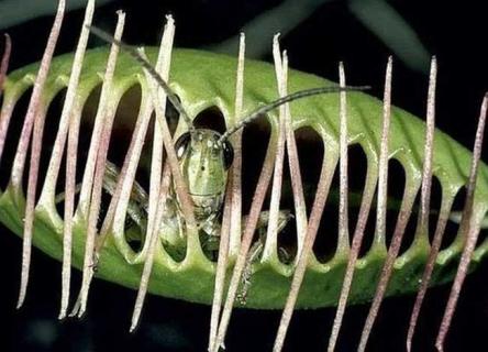 食人树 食人树真的存在吗