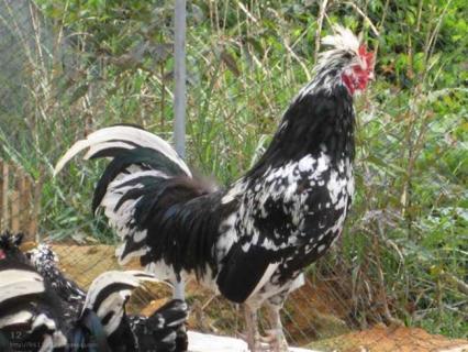 贵妃鸡 贵妃鸡图片