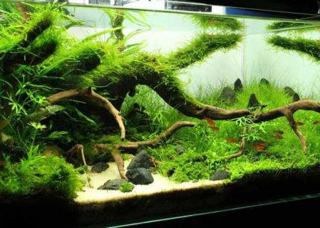 鱼缸造景 鱼缸造景石头哪种好