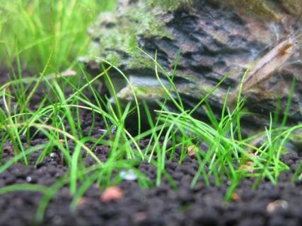 牛毛毡（牛毛毡防水材料价格）