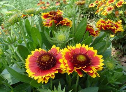 天人菊（天人菊的功效与作用）