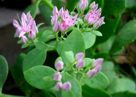 八宝景天 八宝景天的功效与作用全图片