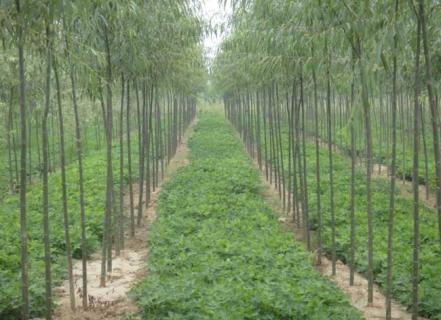 美国竹柳（美国竹柳用途）