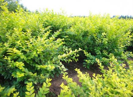 金叶女贞 金叶女贞观赏特性