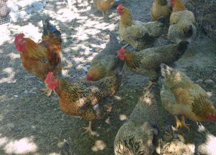 崇仁麻鸡（崇仁麻鸡养殖基地）