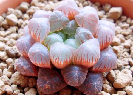 姬玉露 姬玉露和冰灯玉露的区别