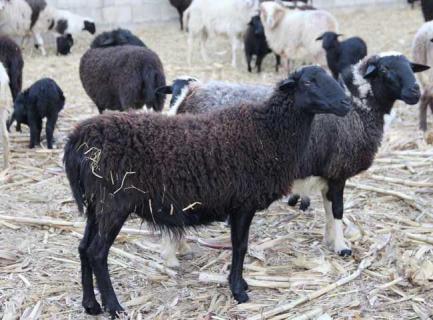 乌骨羊 乌骨羊肉多少钱一斤