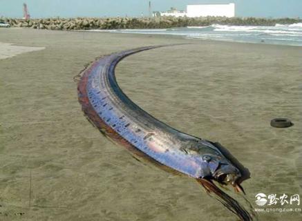 皇带鱼（皇带鱼是国家保护动物吗）