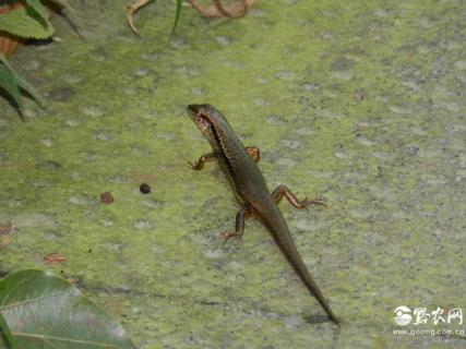 壁虎养殖前景如何 壁虎养殖前景及销路