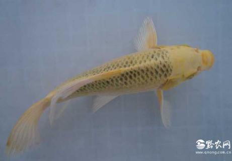 黄金锦鲤 黄金锦鲤的寓意和象征