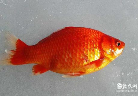红鲫鱼（红鲫鱼的正确养法）