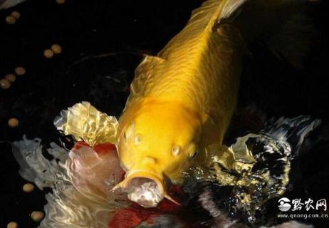 黄金锦鲤图片 黄金锦鲤图片大全集