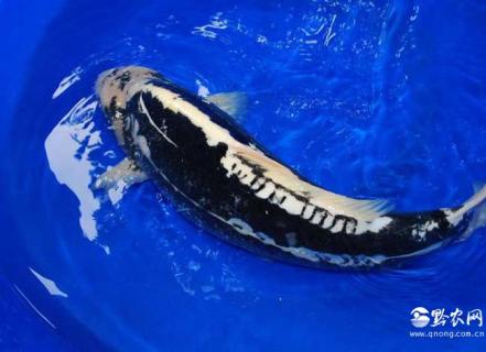 九纹龙锦鲤 九纹龙锦鲤属于变种鲤吗