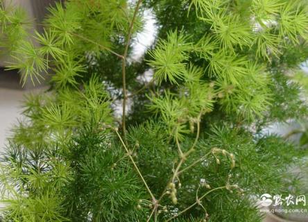 蓬莱松（蓬莱松叶子发黄怎么回事）