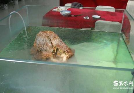 千年太岁（千年太岁电影在线观看免费）