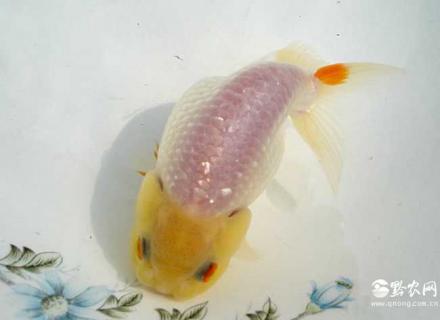 玉兔金鱼图片 玉兔金鱼百度百科