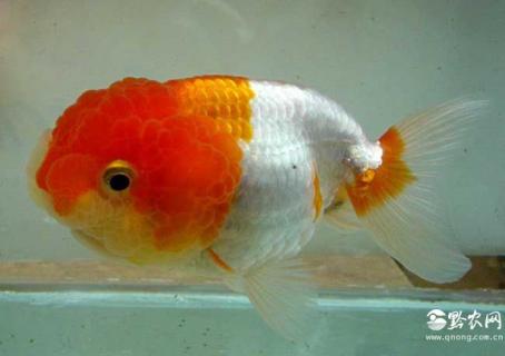 鹅头红金鱼图片 鹅头红金鱼怎么分公母