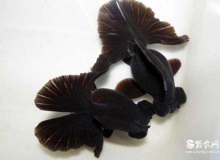 墨龙睛图片 墨龙睛价格