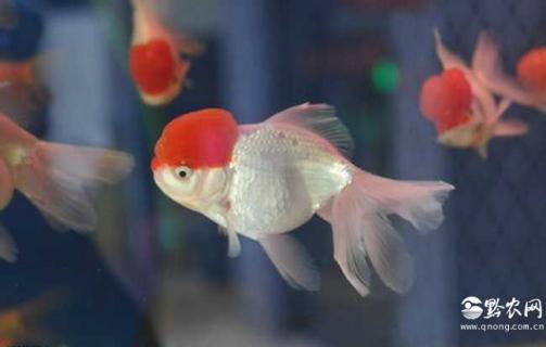 红顶虎头图片 红顶虎头图片大全