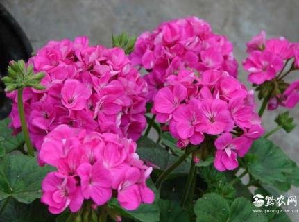 天竺葵 天竺葵适合室内养吗