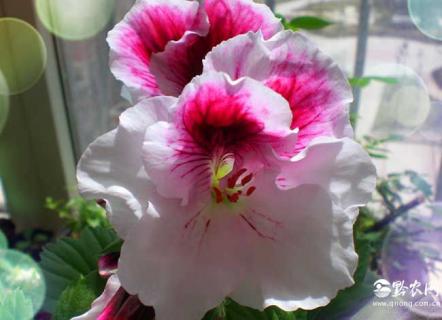 大花天竺葵（大花天竺葵品种图片）