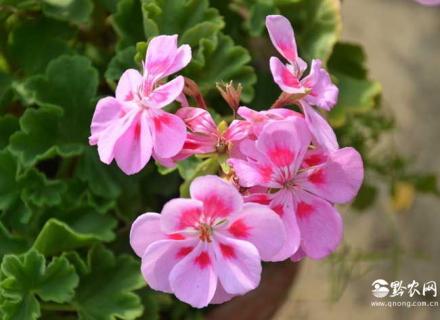 天竺葵图片（玫瑰天竺葵图片）