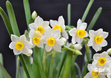 水仙花图片（水仙花图片国画）