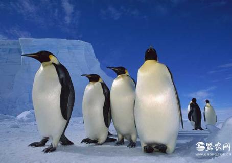 企鹅图片 企鹅图片卡通可爱