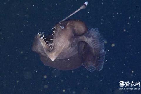 黑角安康鱼（黑角安康鱼 恐怖）