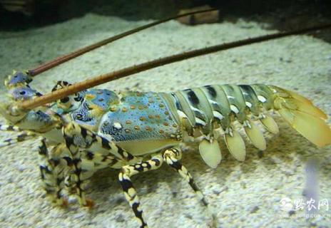 锦绣龙虾 锦绣龙虾多少钱一只