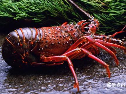 中国龙虾（中国龙虾之都）