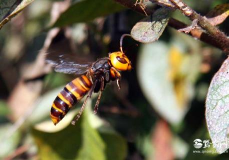 虎头蜂（虎头蜂图片）