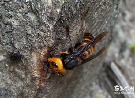 虎头蜂图片 虎头蜂图片大全大图