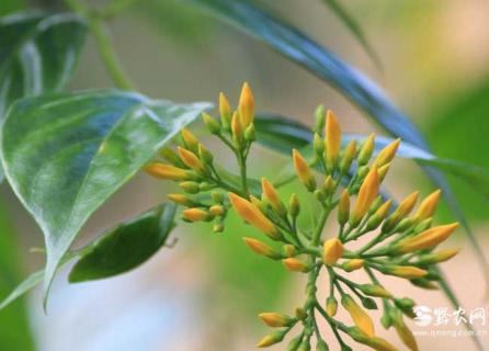 断肠草（断肠草吃多少就会毒死人）