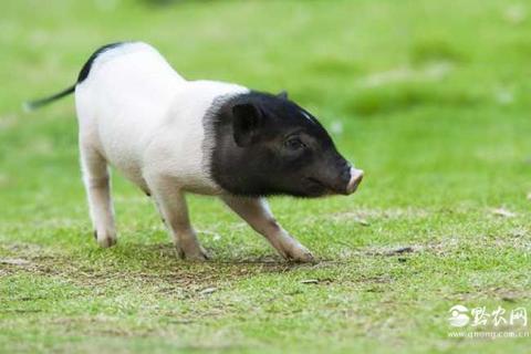 宠物猪的图片（宠物猪的图片可爱）
