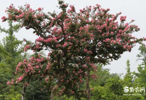 紫薇树（紫薇树直径20厘米多少钱一棵）