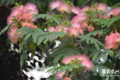 合欢树 合欢树种子多少钱一斤