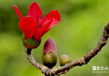 木棉树 木棉树寄生的功效与作用