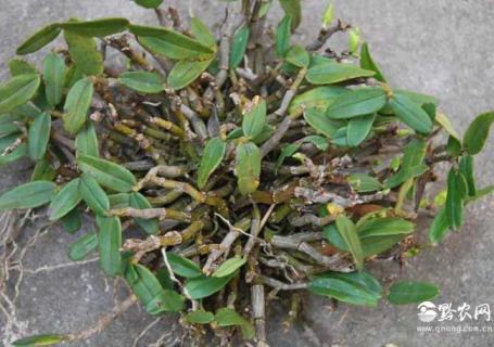 霍山石斛 霍山石斛能降血糖吗