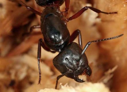 抗僵尸真菌真菌 真菌僵尸蚂蚁