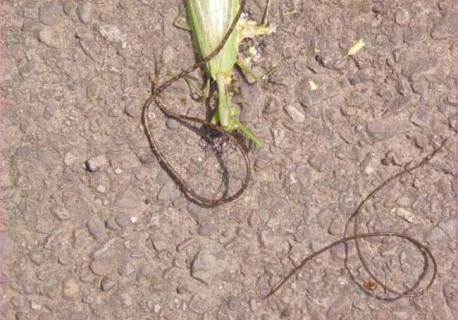 铁线虫 铁线虫会寄生在人体吗