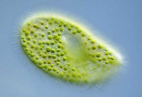 草履虫（草履虫是什么生物）