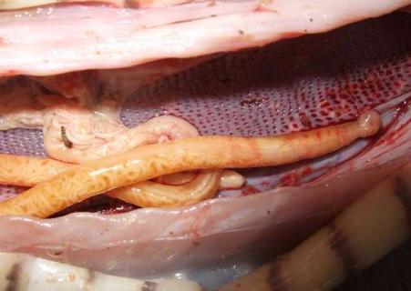 裂头蚴（裂头蚴高温可以杀死吗）