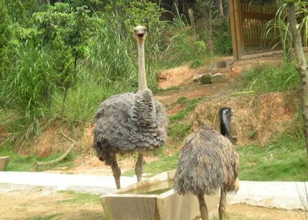 特种养殖 特种养殖品种大全