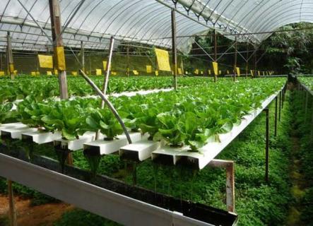 水培蔬菜 水培蔬菜怎么种植