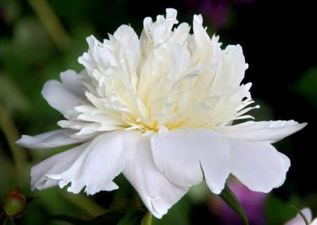 白芍药 白芍药图片